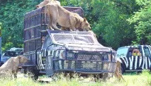 Сафарі парк в Бангкоку - зоопарк просто неба сафарі