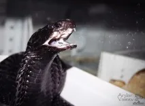 отруйний