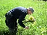 Календар збору лікарських рослин, Дзвінкі кедри - у Приморському краї лікарських