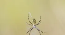 какво какво