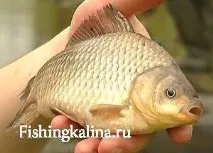 караки