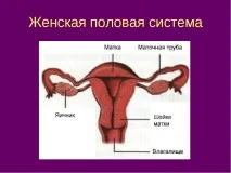 Кіста яєчника у жінок – причини, ознаки та симптоми симптоми