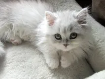 защо това