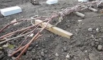 материал грозде