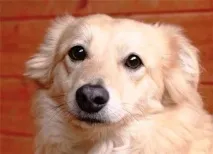 куче куче