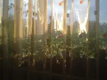 Urban garden як ментальна потреба У квартирі також можна зробити грядки garden