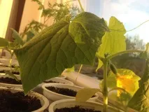 Urban garden як ментальна потреба У квартирі також можна зробити грядки ментальна