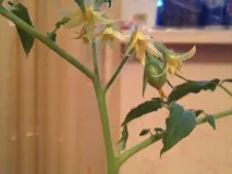 Urban garden як ментальна потреба У квартирі також можна зробити грядки garden
