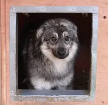 удивителната куче