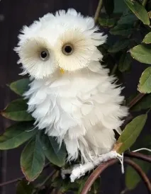 коса маска коса