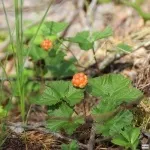 cloudberry