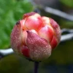 cloudberry