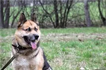 Цуценя німецької вівчарки навпіл з хаски німецької