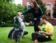 Wolfspitz Keeshond шпиц черен кафяв