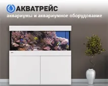 жаба