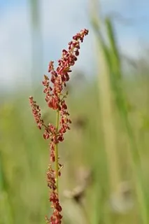 кисел киселец
