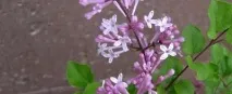 майер описание