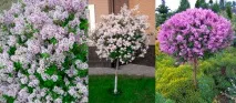 Бузок Мейєра опис та фото, посадка та догляд, розмноження опис