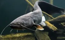 звичайний