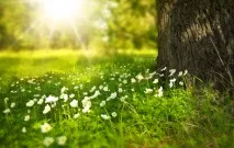 sunshine витамин