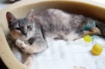 добри