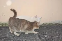 всичко което