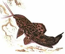 Сомік Хоплостернум торакатум (Hoplosternum thoracatum) - Статті про мешканців акваріума. статті