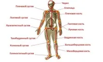 човешката функцията