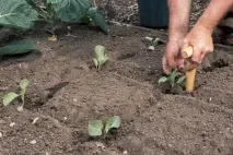 методи зеле