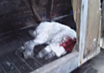 Дивний звір із Котовська душить курей та відкушує голови кроликам курей