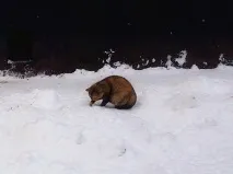 поема котки Подстригване