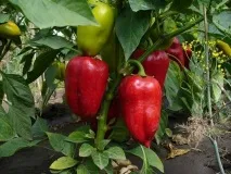 Середньостиглі сорти перців з фото та описом перців