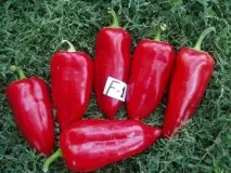 Середньостиглі сорти перців з фото та описом сорти