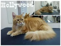 подстригване котки