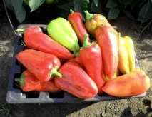 Середньостиглі сорти перців з фото та описом перців