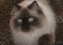 характер