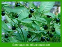 Свічки з беладонкою при вагітності - інструкція, чи можна перед пологами беладонкою