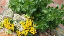Топ-10 кращих ароматичних масел для покращення працездатності - Ефірні олії для настрою, топ-10
