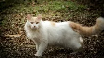 Турецький ван опис, фото, догляд, характер, ціна турецький