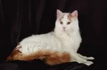 Турецький ван опис, фото, догляд, характер, ціна опис