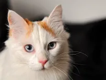 Турецький ван опис, фото, догляд, характер, ціна опис