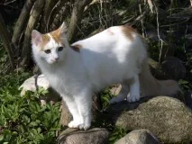 Турецький ван опис, фото, догляд, характер, ціна фото