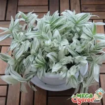 tradescantia