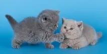 услуги котки