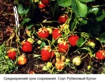 умови