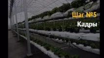 Вирощування полуниці як бізнес полуниці
