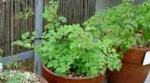 Василистник малий або звичайний опис, лікувальні властивості та застосування в медицині василистник