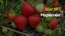 Вирощування полуниці як бізнес полуниці