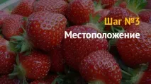 Вирощування полуниці як бізнес полуниці