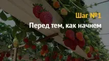 Вирощування полуниці як бізнес бізнес